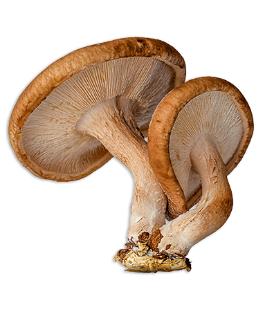 exotic mushroom shitake transp